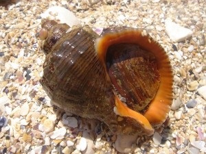 Mysterious shellfish al Mării Negre