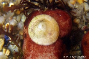 Mysterious shellfish al Mării Negre