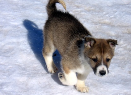 West Siberian recomandări Laika pentru îngrijirea ochilor, urechilor și ghearelor foto, ce să cumpere pentru