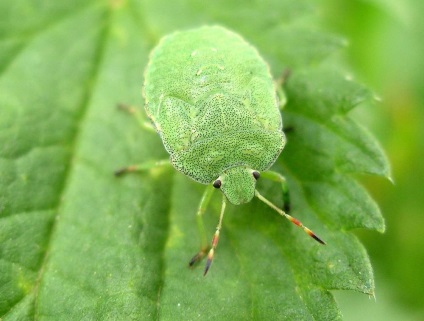 Green bug-urile sunt dușmani sau prieteni