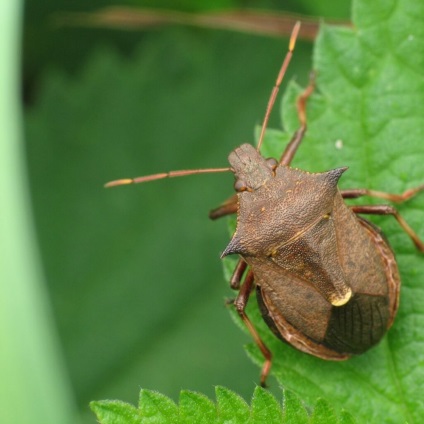 Green bug-urile sunt dușmani sau prieteni