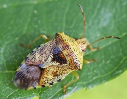 Green bug-urile sunt dușmani sau prieteni