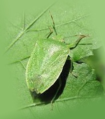 Bugul verde