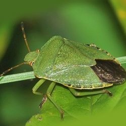 Bugul verde