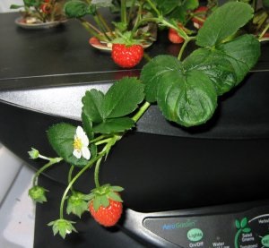 Căpșuni în instalația aerogarden - hidroponie pentru toți