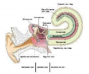 Căldură și accident vascular cerebral Cum se comportă