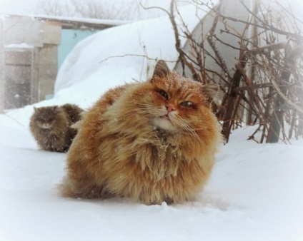 Animale cu lână magnifică (24 fotografii)