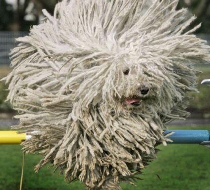 Animale cu lână magnifică (24 fotografii)