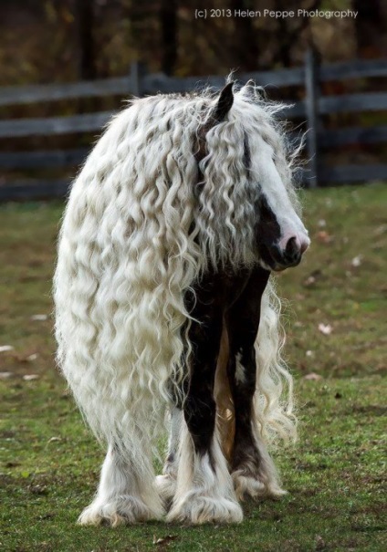 Animale cu lână magnifică (24 fotografii)