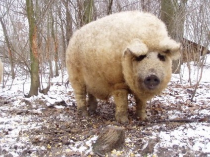 Animale cu lână magnifică (24 fotografii)