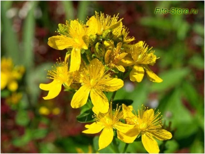 Hypericum - hasznos tulajdonságok, ellenjavallatok és a Hypericum alkalmazása betegségek kezelésére