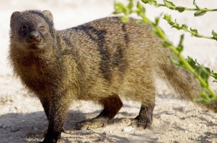 10 Fapte despre animalele sacre care au fost venerate în Egiptul antic