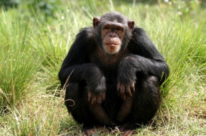 10 Interesante despre maimuțe
