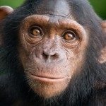 10 Interesante despre maimuțe