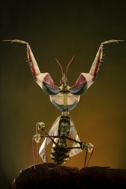 10 Insecte care arata ca sunt din lumea extraterestra
