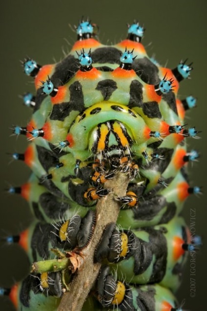 10 Insecte care arata ca sunt din lumea extraterestra