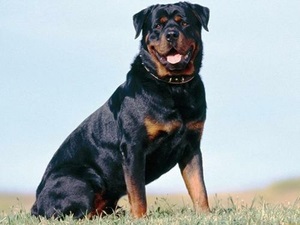 10 Cele mai agresive rase de câini