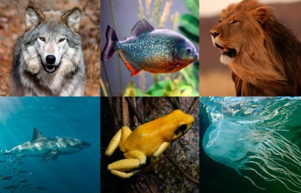 10 Cele mai periculoase animale din lume