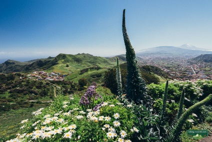 18 Cele mai interesante lecții, dacă sunteți în Tenerife pentru prima dată!