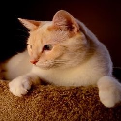 Abcese din rădăcina dentară la pisici, tratamentul cu homeopatia - totul despre pisici și pisici cu dragoste