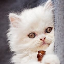 Abcese din rădăcina dentară la pisici, tratamentul cu homeopatia - totul despre pisici și pisici cu dragoste