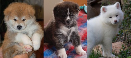 Akita-inu - ce arată un cățeluș - akita kennel ryuutensou