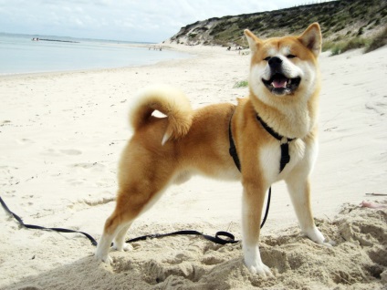 Akita Inu (japoneză Akita) - caracteristicile și descrierea rasei, fotografie