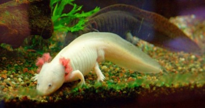 Axolotl (fotografie) care nu dorește să crească un dragon zâmbitor