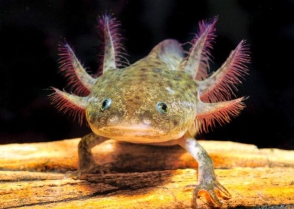 Axolotl (fotografie) care nu dorește să crească un dragon zâmbitor