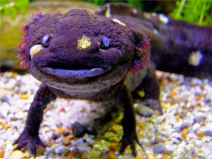 Axolotl (fotó), aki nem akar felnőni, mosolygós sárkány