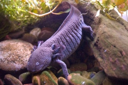 Axolotl (fotografie) care nu dorește să crească un dragon zâmbitor