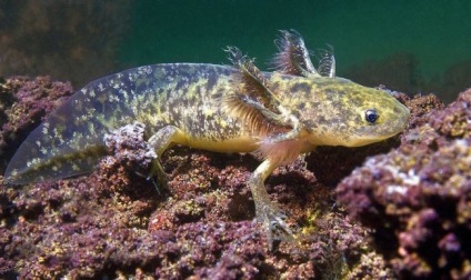 Axolotl (fotografie) care nu dorește să crească un dragon zâmbitor