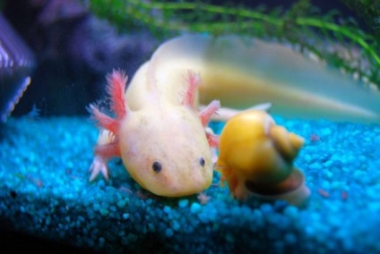 Axolotl (fotografie) care nu dorește să crească un dragon zâmbitor