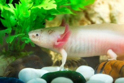 Axolotl (fotografie) care nu dorește să crească un dragon zâmbitor