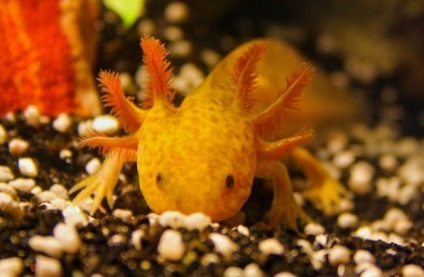 Axolotl (fotografie) care nu dorește să crească un dragon zâmbitor