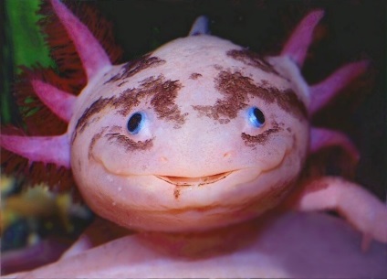 Axolotl karbantartás és gondozás, az információ-referencia portál Fehéroroszország