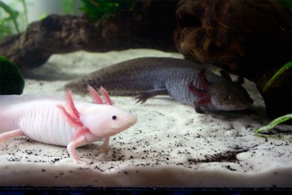 Axolotl karbantartás és gondozás, az információ-referencia portál Fehéroroszország