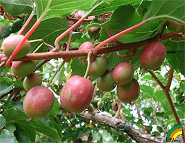 Actinidia biologia actinidiei, durata ritmului sezonier al vegetației actinidice, debutul