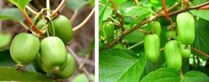 Actinidia fotografie de fructe pomușoare fructe actinidia utilizarea actinidia, birendeika - pădure plumb