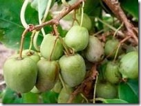 Actinidia fotografie de fructe pomușoare fructe actinidia utilizarea actinidia, birendeika - pădure plumb