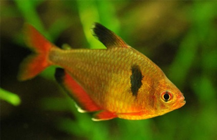 Kisebb akváriumi halak fotó, karbantartás és etetés, szaporodás és tenyésztés