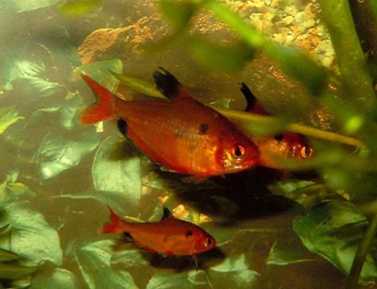 Pește de acvariu fotografie minore, conținut și hrănire, reproducere și reproducere