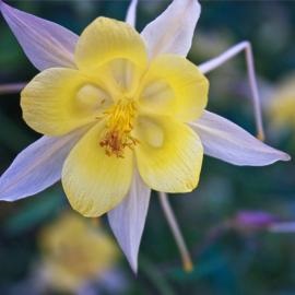 Aquilegia - perene nemaipomenită