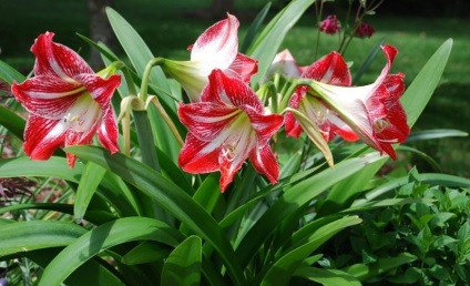 Amaryllis belladonna (belladonna) caracteristică, fotografie, floră otrăvitoare sau nu, plantare,