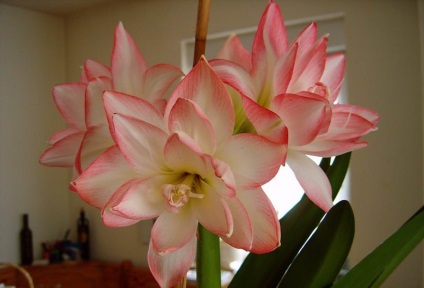 Amaryllis belladonna (belladonna) caracteristică, fotografie, floră otrăvitoare sau nu, plantare,