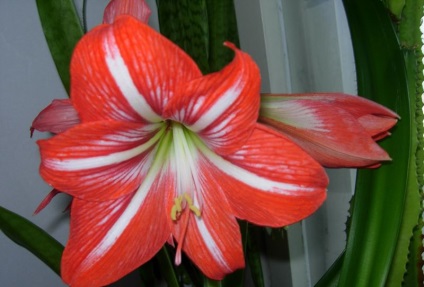 Amaryllis belladonna (nadragulya) funkció, fotó, mérgező virág vagy sem, ültetés,