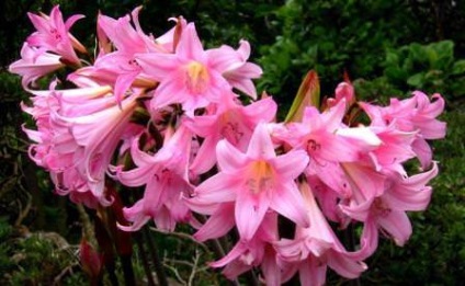 Amaryllis belladonna (belladonna) caracteristică, fotografie, floră otrăvitoare sau nu, plantare,