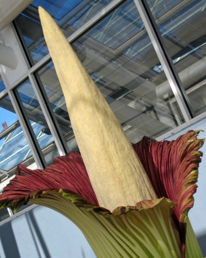 Amorphophallus titanic - o plantă frumoasă cu un miros rău - portalul turistic - lumea este frumoasă!