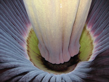 Amorphophallus titanic - o plantă frumoasă cu un miros rău - portalul turistic - lumea este frumoasă!