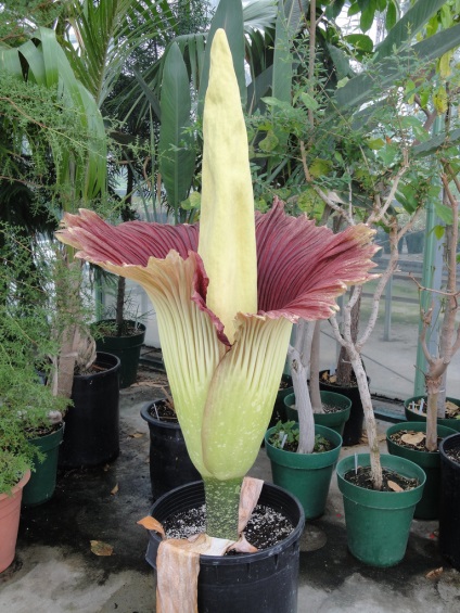 Amorphophallus titanic - o plantă frumoasă cu un miros rău - portalul turistic - lumea este frumoasă!